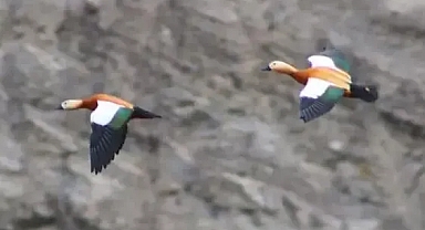 Angut kuşu vatandaşlar tarafından görüntülendi