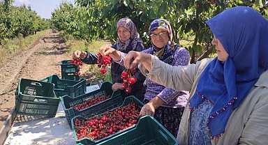 Avrupa'ya ihraç edilen 