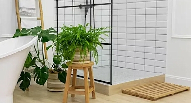 Banyoda yetişen ve nemi seven bitkiler nelerdir?