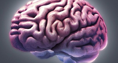 Beyninizin şekli düşüncelerinizi ve davranışlarınızı belirliyor olabilir