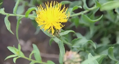 Bu çiçeği koparmanın cezası 244 TL