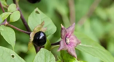 Bu Ot Yüzlerce Yıl Yanlış Kullanılmış! Göz Bebeklerini Büyütüyor, Halüsinasyona Neden Oluyor