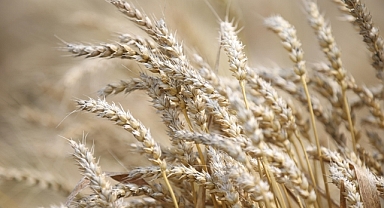 Buğday ve arpa alım fiyatları Güneydoğulu üreticileri memnun etti