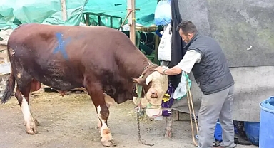 Büyükbaş hayvan seçerken nelere dikkat edilmeli?