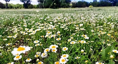 Çiçek açan papatyalar doğayı süsledi