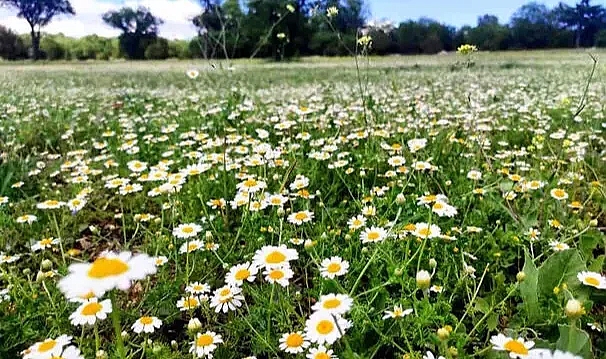 Çiçek açan papatyalar doğayı süsledi