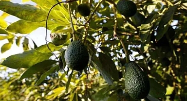 Çok sağlıklı bir meyve olan avokadoyu evinizde yetiştirmek ister misiniz? İşte evde avokado yetiştirme yöntemi…