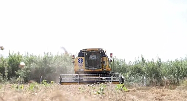 Didim’de ikinci kez buğday hasadı yapıldı 