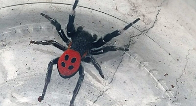 Dikkatli olun! İki gün arayla bu kez Manisa'da görüldü!