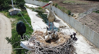 Dişi leylek ölünce yavrulara erkek leylek sahip çıktı