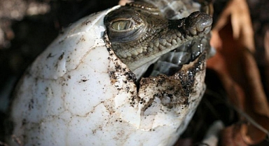 Dişi timsahların tek başlarına üreyebildikleri ortaya çıktı