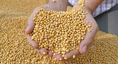 Doğadaki en güçlü D vitamini kaynağı! Girdiği evde ömrü en az 10 yıl uzatıyor