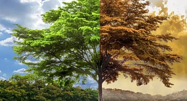 DOĞAL HAYATA TEHDİT: İKLİM DEĞİŞİKLİĞİ 