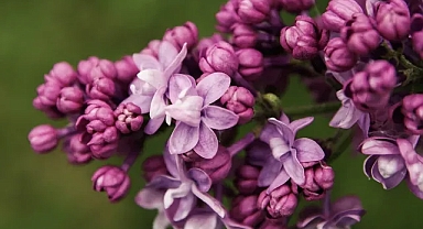 Doğduğunuz Ayın Çiçeğini Biliyor Musunuz? Hayatınızdaki Sembolik Anlamları