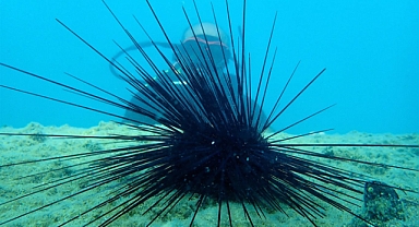 Doğu Akdeniz'de istilacı deniz kestanelerinde kitlesel ölüm 