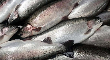 Doğu Karadeniz'den 5 ayda 46,3 milyon dolarlık Türk somonu ihraç edildi