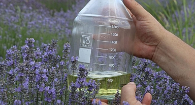 Edirne'de lavanta yağı için hasat zamanı