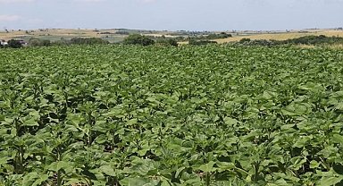 Edirne'deki yağışlar ayçiçeğinin gelişimine destek oldu