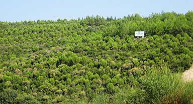 Ege Orman Vakfı 13 milyon fidanı doğaya armağan etti 