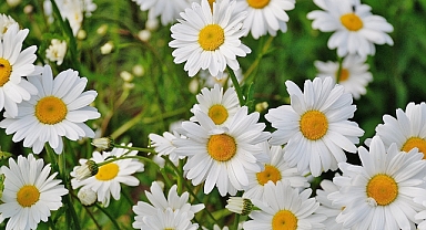 Egzama İçin Papatya Suyunun Yatıştırıcı Etkilerinden Faydalanın!