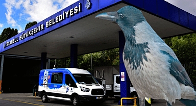 Esrarengiz olay! Dedektif karga, güvenlikçinin önüne iki parmak bıraktı