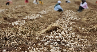  Gastronomi kenti Gaziantep'te sarımsak hasadına başlandı