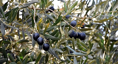 Gemlik zeytinine AB tescili