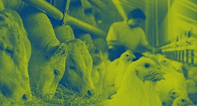 HAYVAN BESLEMENİN LİDERİNDEN ÖRNEK SÜRDÜRÜLEBİLİRLİK RAPORU 