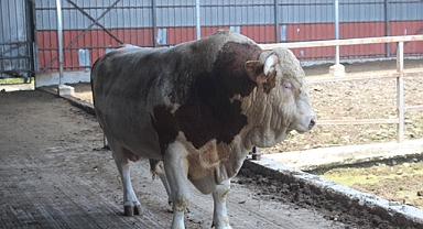 İkinci el otomobil fiyatına kurbanlık boğa