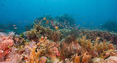 İklim değişikliği ve avcılık faaliyeti, Çanakkale’deki taş mercanları yok ediyor 