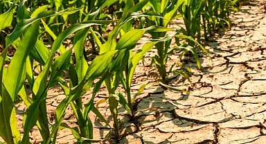 İklim masası: Türkiye’de tarım kuraklık ve aşırı sıcaklar nedeniyle tehlike altında