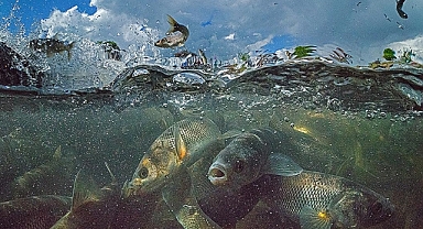İnci kefalleri akarsulardaki debi düşüklüğü nedeniyle en zor göç dönemlerinden birini yaşıyor