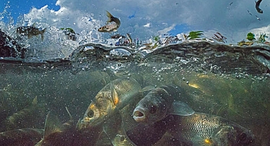 İnci kefalleri akarsulardaki debi düşüklüğü nedeniyle en zor göç dönemlerinden birini yaşıyor