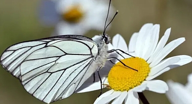 İngiltere'de 100 yıl önce soyu tükendiği belirlenmişti: Yeniden ortaya çıktı