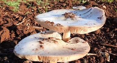 İşin uzmanı açıkladı: İşte en sağlıklı 9 yiyecek