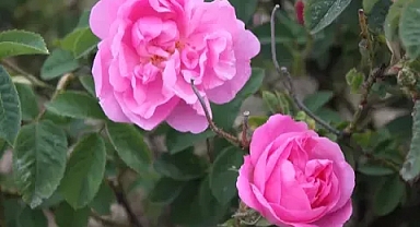 Isparta'da gül rekoltesi yüzde 30 oranda düştü