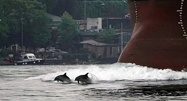 İstanbul Boğazı’nda yunus şöleni
