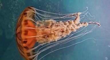 İstanbul’da 4 metrelik zehirli denizanası böyle görüntülendi!