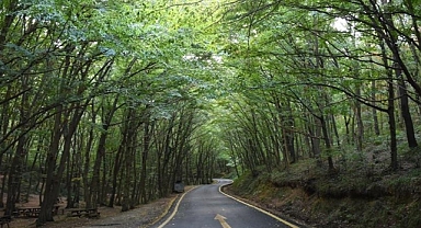 İstanbul'da ormanlık alanlara girişler 15 Ekim'e kadar yasaklandı