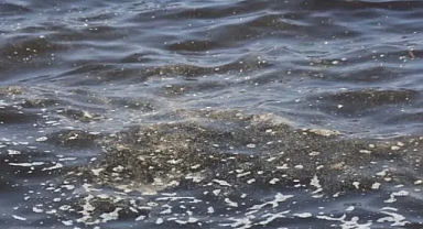 İzmir Körfezi’nde alarm: İlk kez müsilaj ve mikro algler bir arada görüldü