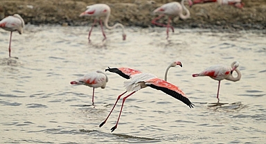 İzmir Kuş Cenneti'nde binlerce flamingo yumurtadan çıktı 