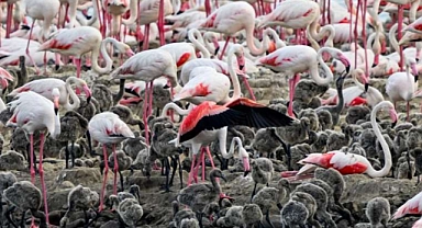 İzmir Kuş Cenneti’nde binlerce flamingo yumurtadan çıktı
