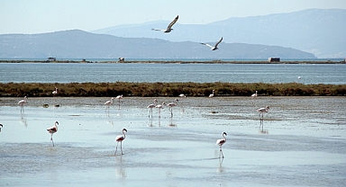 İzmir Kuş Cenneti'ne su sağlayan kanallar temizleniyor
