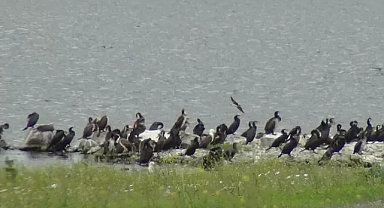 Kars Barajı kuşlarla şenlendi