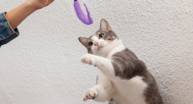 Kedileri sütle beslemek ne kadar doğru?