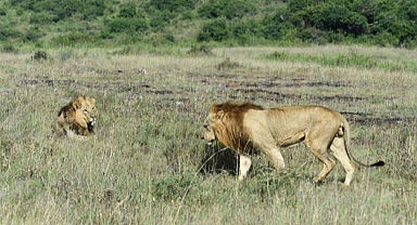 Kenya'da aç aslan alarmı: Yerleşim yerlerine saldırmaya başladılar