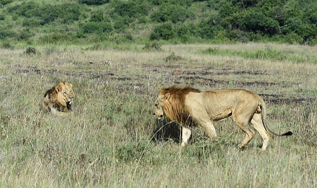 Kenya'da aç aslan alarmı: Yerleşim yerlerine saldırmaya başladılar