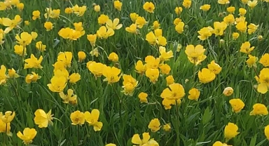 Keşiş Gölü doğanın bin bir rengiyle hayran bırakıyor