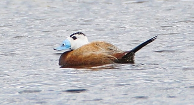 Kırmızı listedeki dikkuyruk Kars'taki sulak alanda görüntülendi 