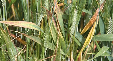Konya Ovası'nda hububatta sarı pas hastalığı görülüyor